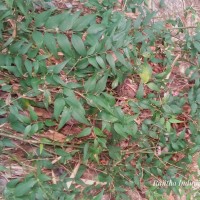 Jasminum angustifolium (L.) Willd.